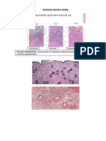 Histología II Imágenes Tercera Unidad 2