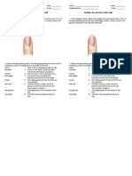 Activity: The Structure of The Nail Activity: The Structure of The Nail