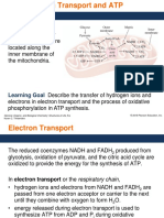 CH 23 2 Electron Transport 5th Ed