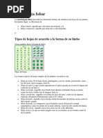 Morfología Foliar: Tipos de Hojas de Acuerdo A La Forma de Su Limbo