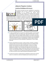 Caracteristicas Morfologicas de Los Insectos