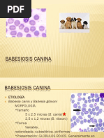 Babesiosis Canina