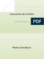 Inervación de La Pelvis