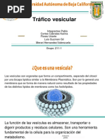 Trafico Vesicular 170318021126