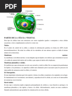 Partes de La Célula Vegetal