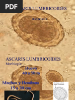 Ascaris Lumbricoides