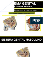 Sistema Genital