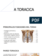 Caja Toracica