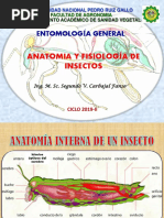 Anatomía Insectil