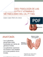 PARATIROIDES