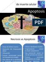 Apoptosis