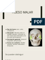 Hueso Malar