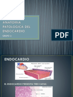 Anatomia Patologica Del Endocardio