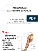 Vaskularisasi Extremitas