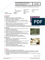 Actividade Experimental B3 Obs Leveduras PDF