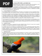 El Gallito de Las Rocas o Tunqui