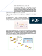 Cadena Respiratoria y Fosforilación