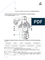 A Circulação Pulmonar e A Circulação Sistémica