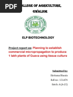 Planning To Establish Commercial Micropropagation of Guava