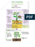 Resumen NutricionPlantas