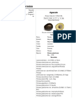 Persea Americana PDF