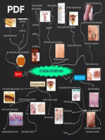 Mapa Mental Tejido Tegumentario DEL TALLER 4