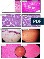 Histology Practical Exam