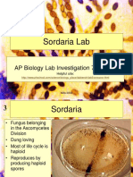 Ap Bio Meiosis Lab Sordaria Lab PPT