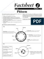 Bio Factsheet: Phloem