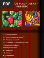 Plagas Del Cultivo de Pimiento