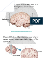 #Human Brain