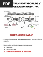 Fosforilacion Oxidativa