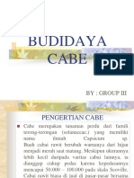 Budidaya Cabe