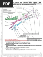 UPPER LIMB - 5 Course of Nerves and Vessels in The Upper Limb PDF