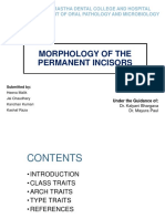 Morphology of Permanent Incisors