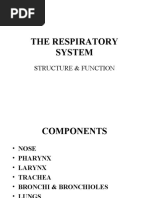 The Respiratory System: Structure & Function