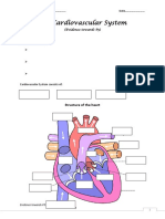 The Cardiovascular System - Worksheet