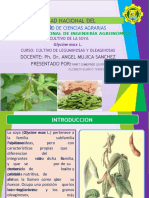 DIAPOSITIVAS DE Cultivo de Soya (Glycine Max L.)