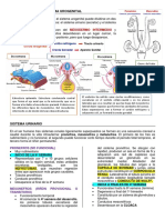 Sistema Urogenital