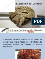 La Diseccion Del Cerebro