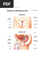 Anatomia Aparato Reproductor M F