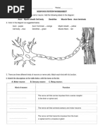 Nervous Worksheet