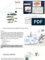 Morfología de Los Pescados 2