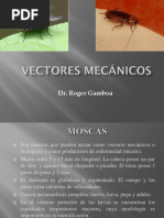 Vectores Mecanicos - Mosca, Cucarachas