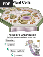 Lec3 Plant Cell and Plant Tissue