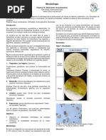 Practica 10 Observación de Protozoarios