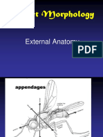 Lab 3 Insect Morphology External Anatomy