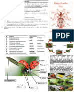 Coleoptera Coccinellidae PDF