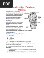 Plasmodium SPP