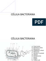 Celula Bacteriana